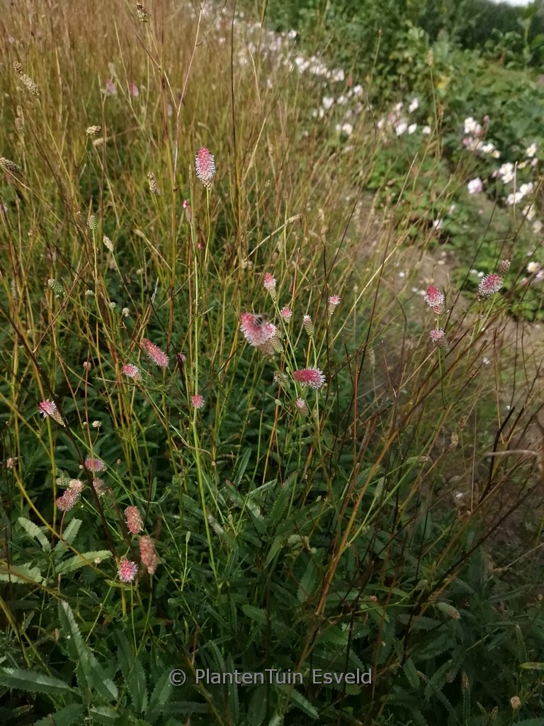 Sanguisorba officinalis ‚Rock and Roll‘