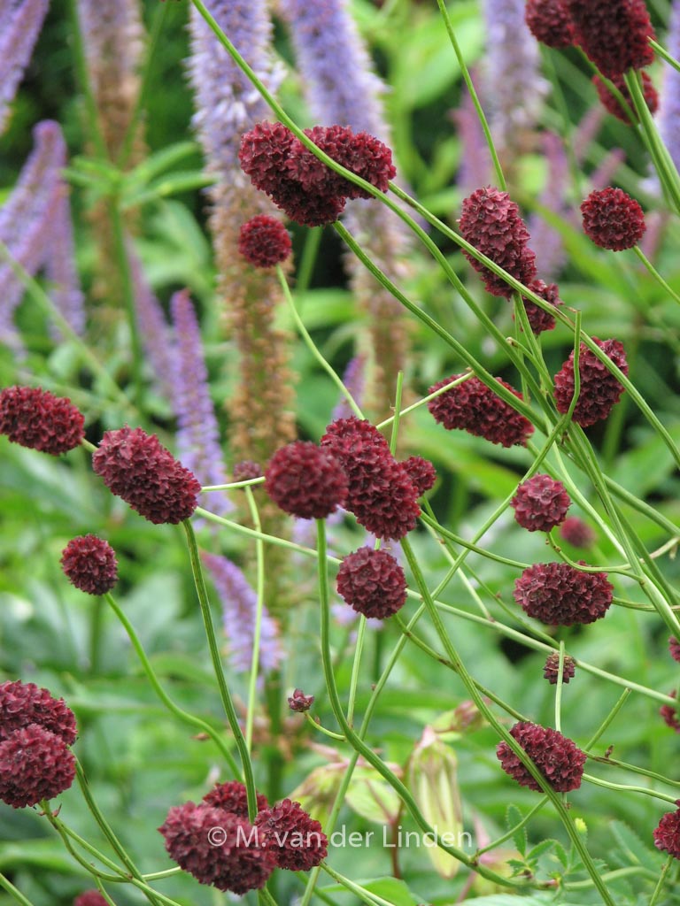 Sanguisorba officinalis ‚Tanna‘