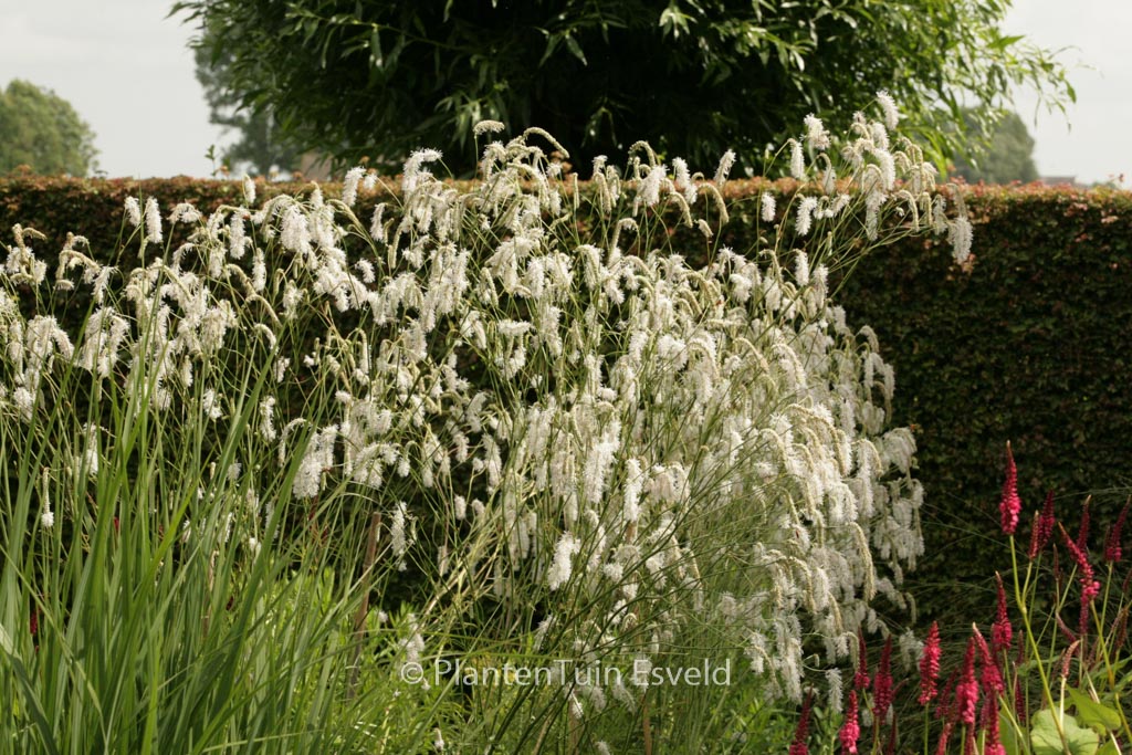 Sanguisorba tenuifolia ‚Alba‘