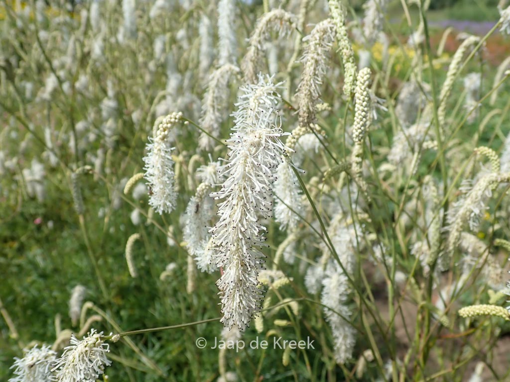 Sanguisorba tenuifolia ‚Parviflora‘