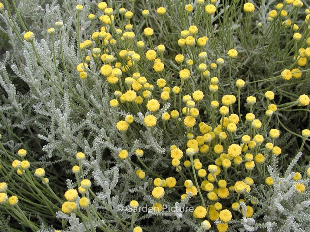 Santolina chamaecyparissus