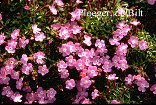 Saponaria ‚Bressingham‘