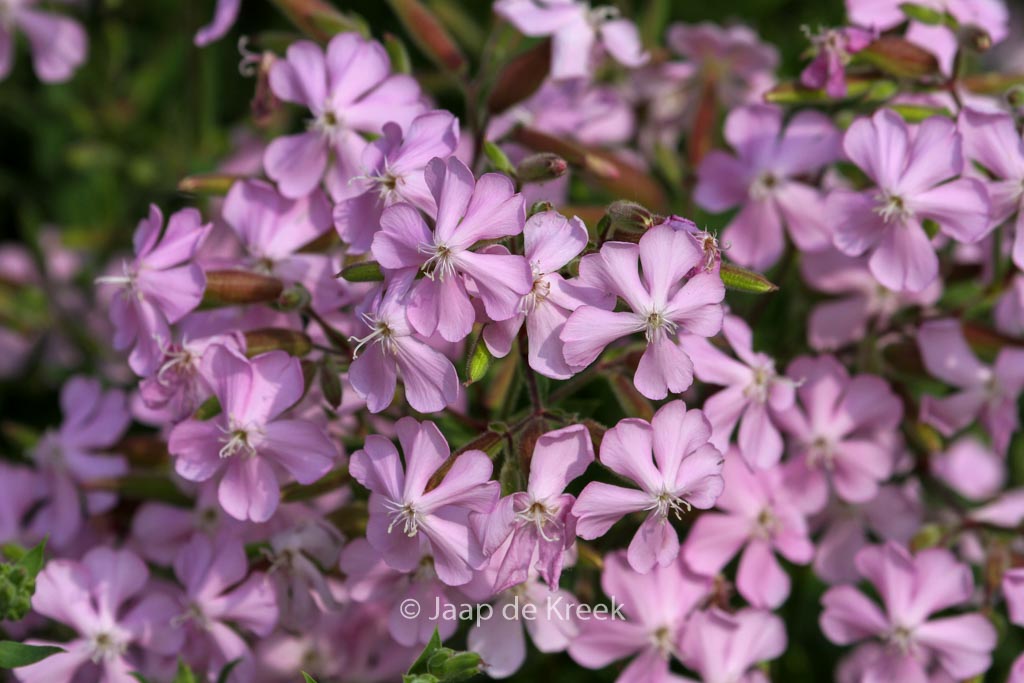 Saponaria lempergii ‚Max Frei‘