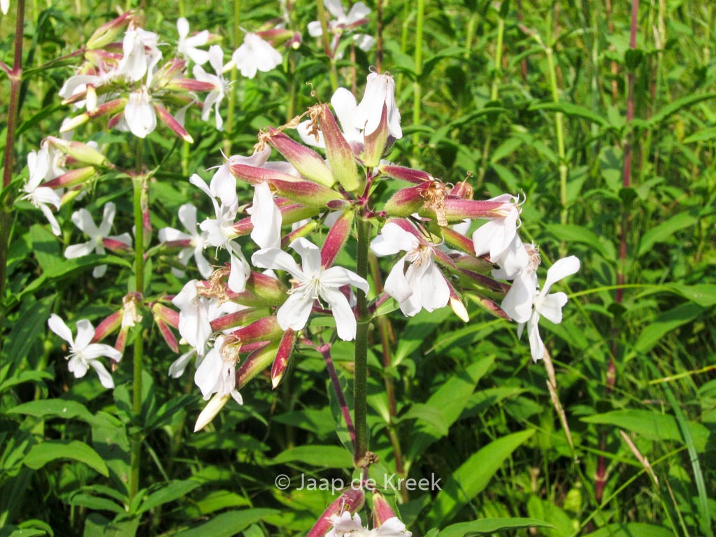 Saponaria officinalis