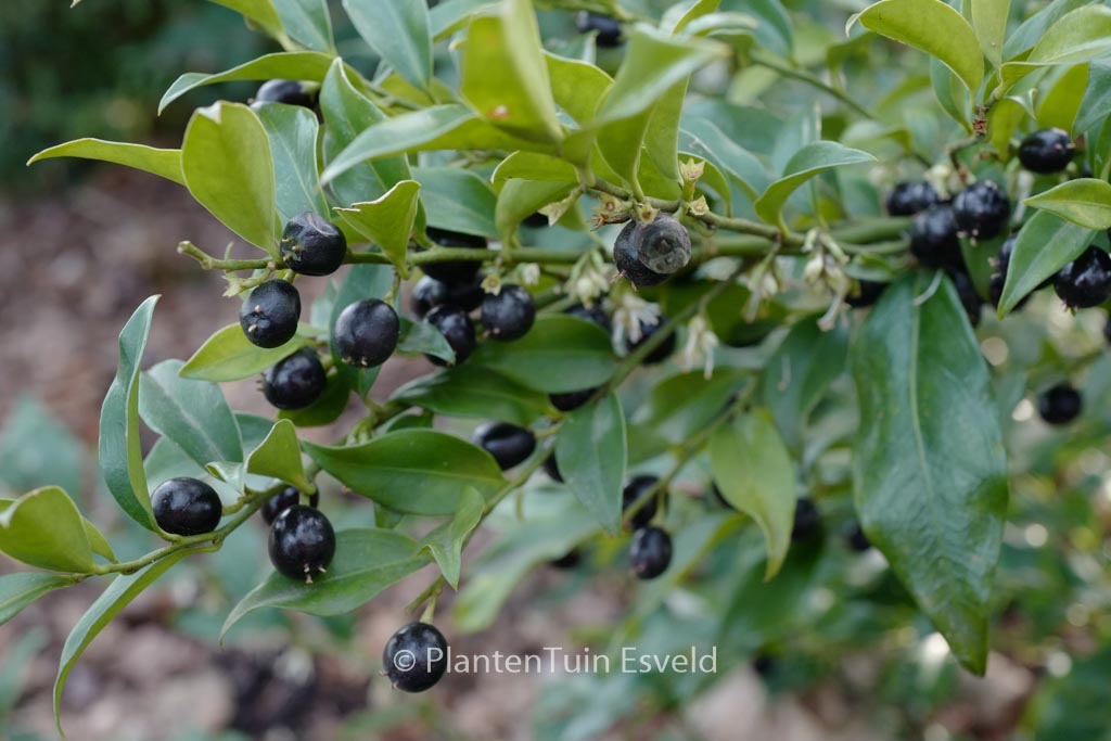 Sarcococca hookeriana ‚Crug Farm‘