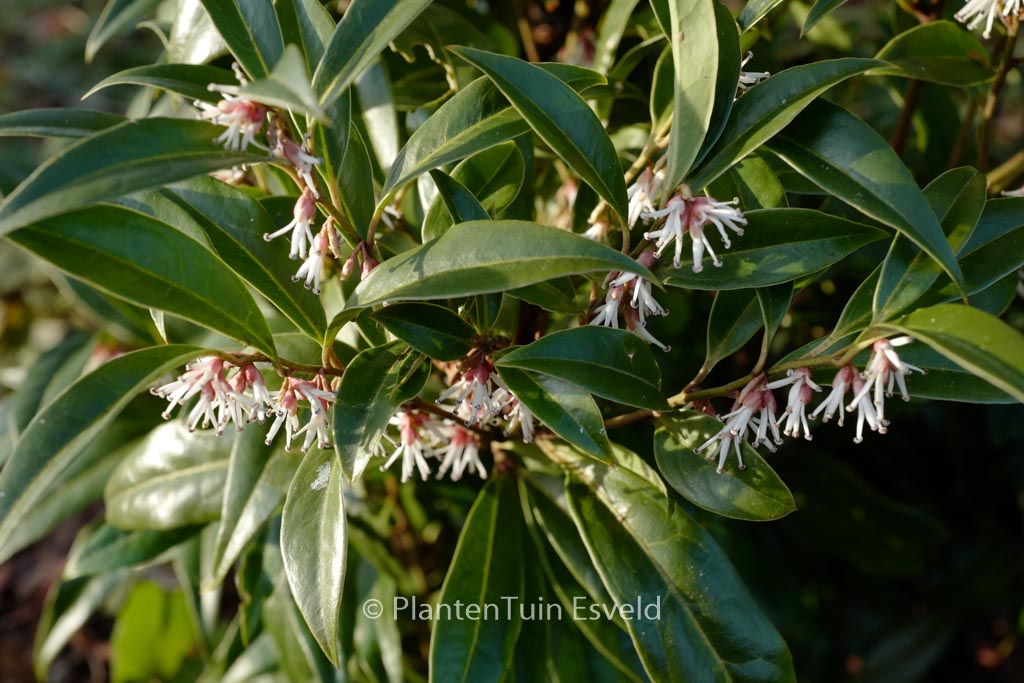 Sarcococca hookeriana ‚Pmoore03‘ (WINTER GEM)