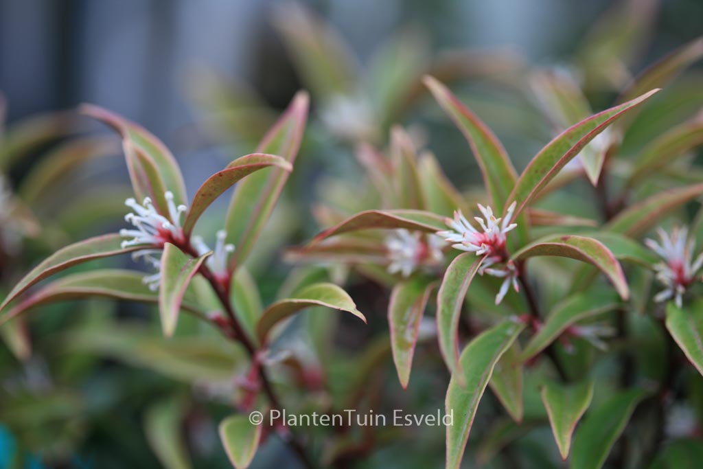 Sarcococca hookeriana digyna