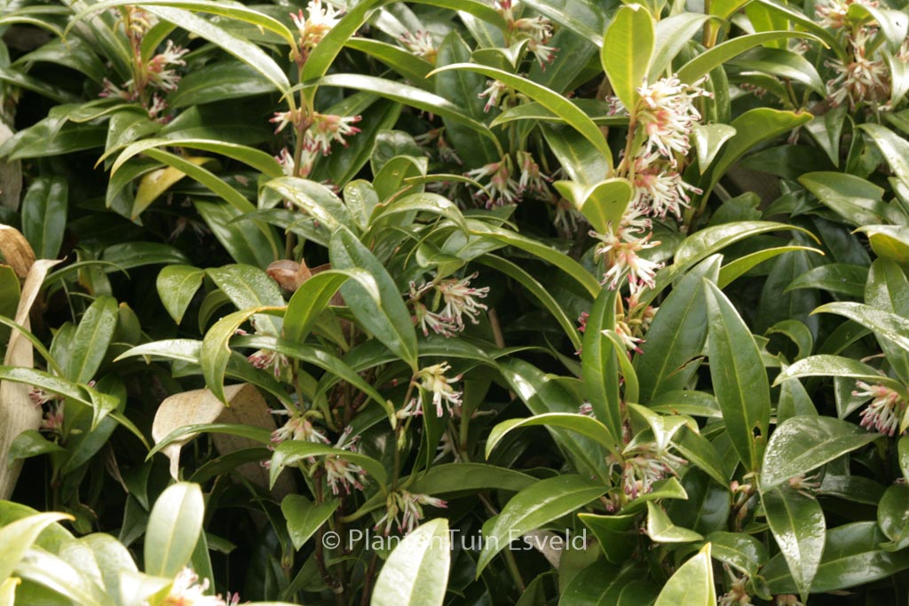 Sarcococca hookeriana humilis