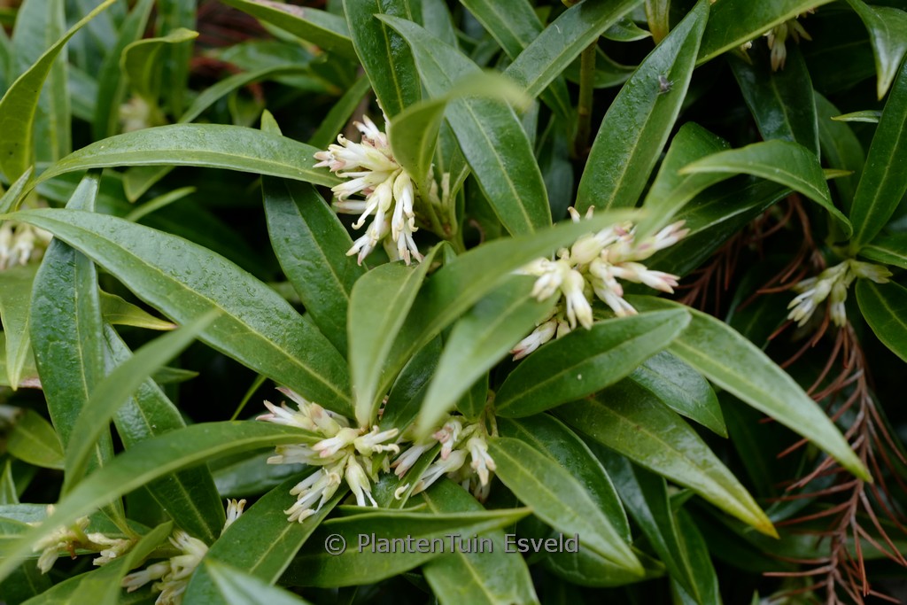 Sarcococca humilis ‚Sarsid 1‘ (FRAGRANT MOUNTAIN)
