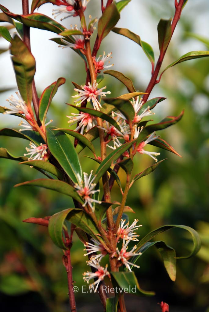 Sarcococca orientalis