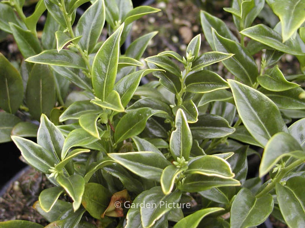 Sarcococca ruscifolia ‚Dragon Gate‘