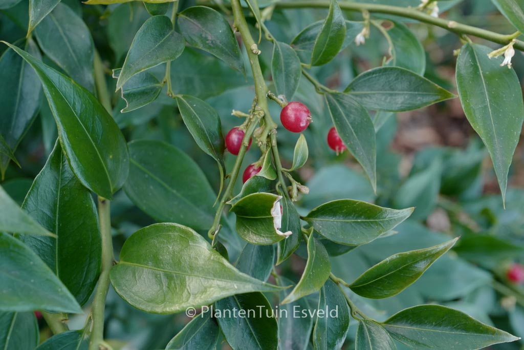 Sarcococca ruscifolia chinensis