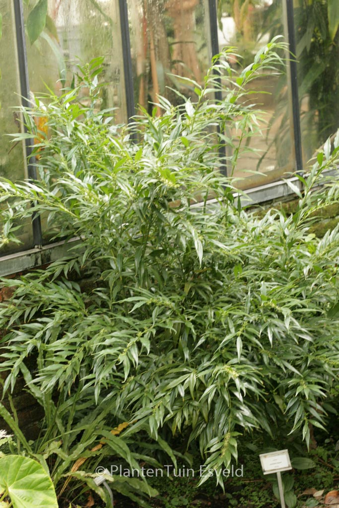 Sarcococca ruscifolia