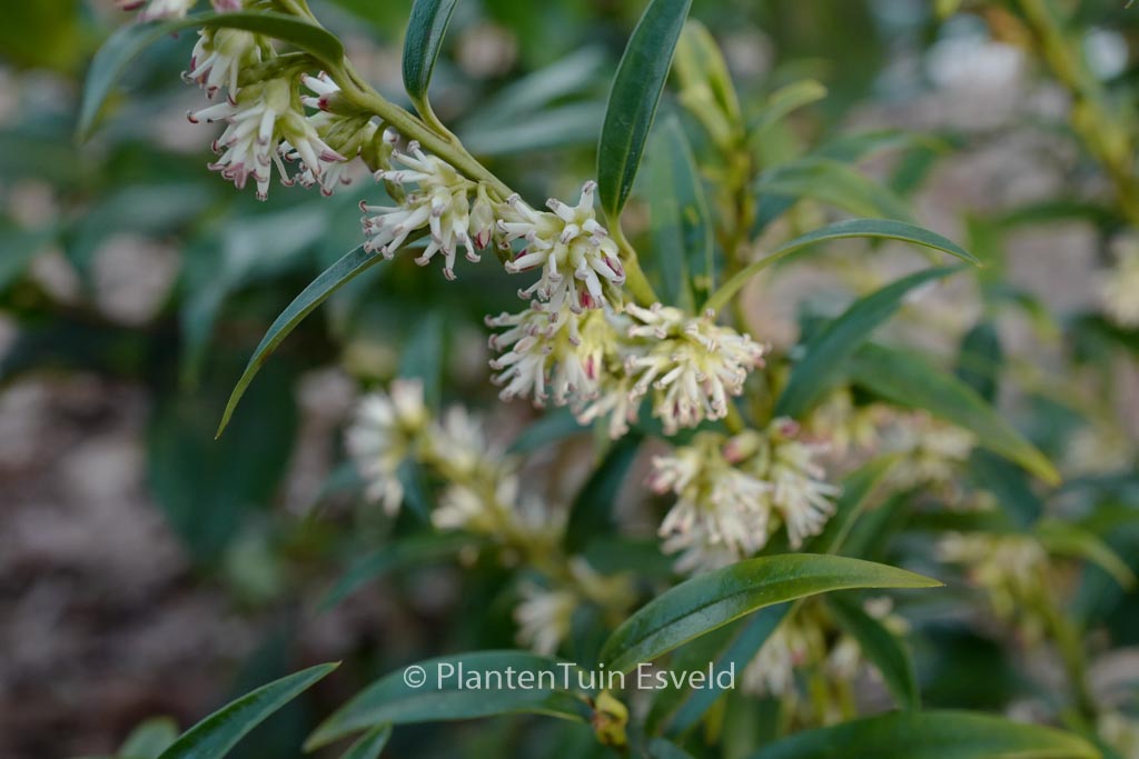 Sarcococca saligna