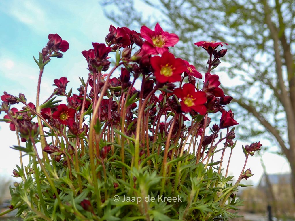 Saxifraga ‚Peter Pan‘