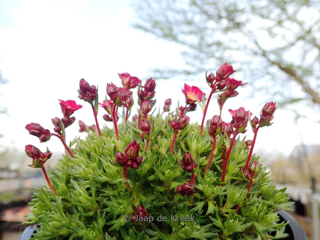 Saxifraga arendsii ‚Pixie‘