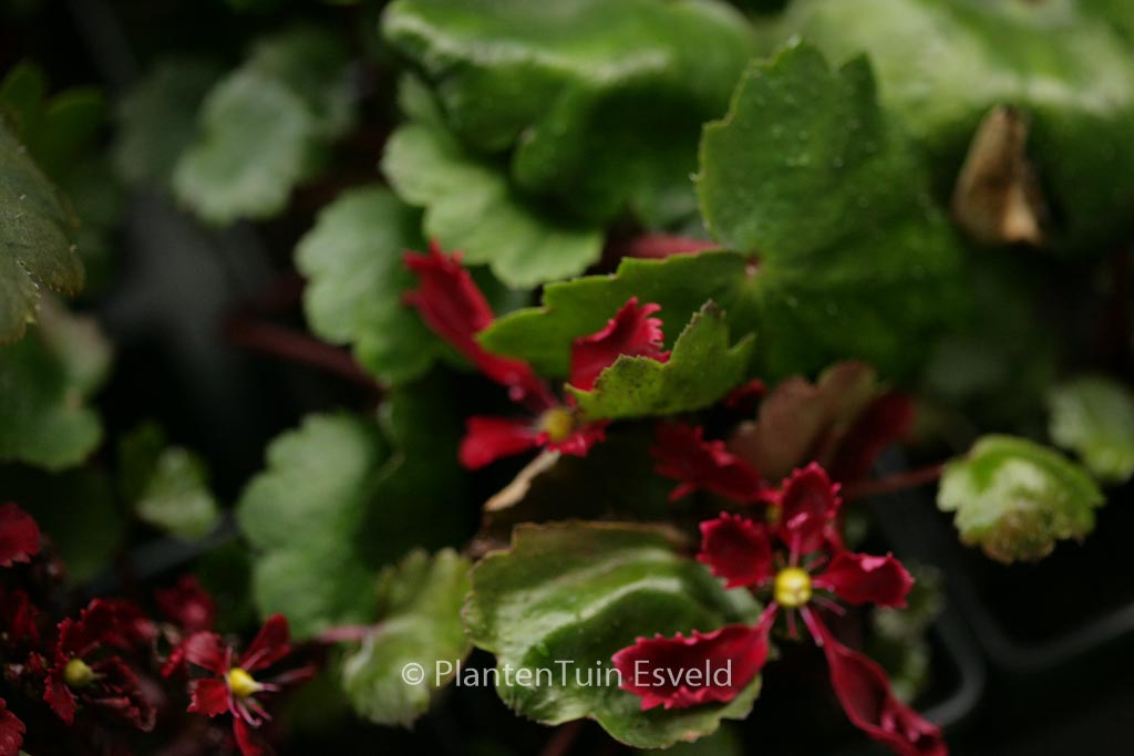 Saxifraga cortusifolia ‚Beni-tsukasa‘