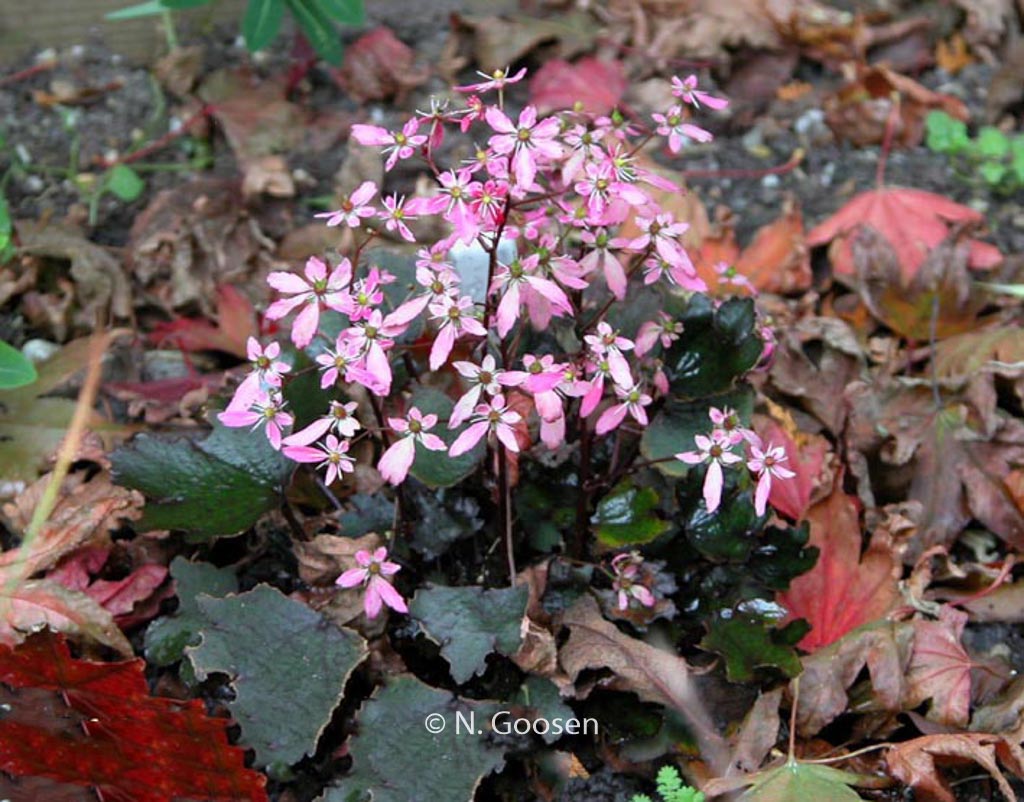 Saxifraga cortusifolia ‚Black Ruby‘
