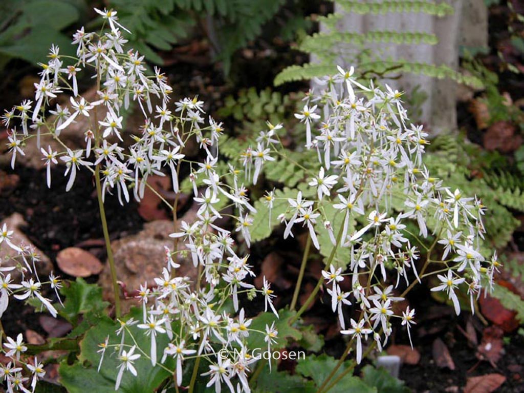Saxifraga cortusifolia ‚Maigruen‘