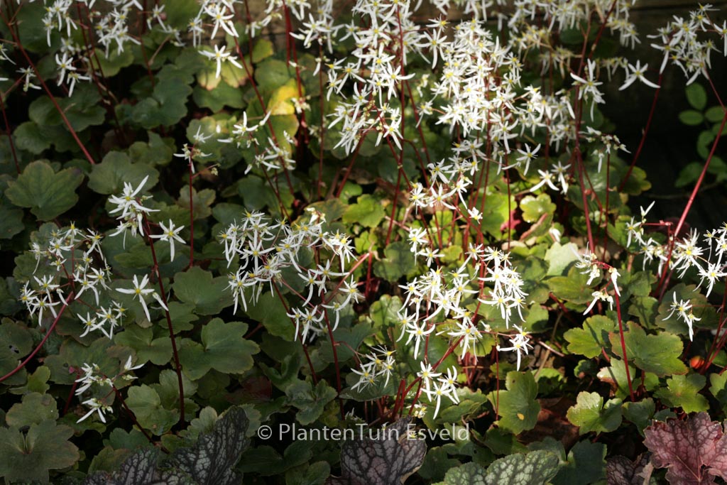 Saxifraga cortusifolia ‚Rubrifolia‘