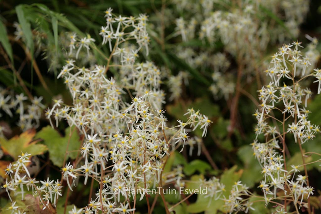 Saxifraga cortusifolia ‚Wada‘