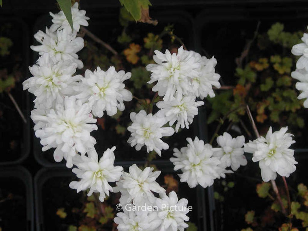 Saxifraga granulata ‚Plena‘