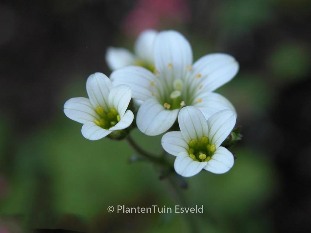 Saxifraga granulata