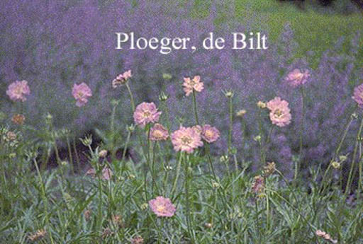 Scabiosa caucasica ‚Clive Greaves‘