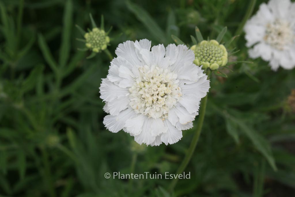 Scabiosa caucasica ‚Miss Willmott‘