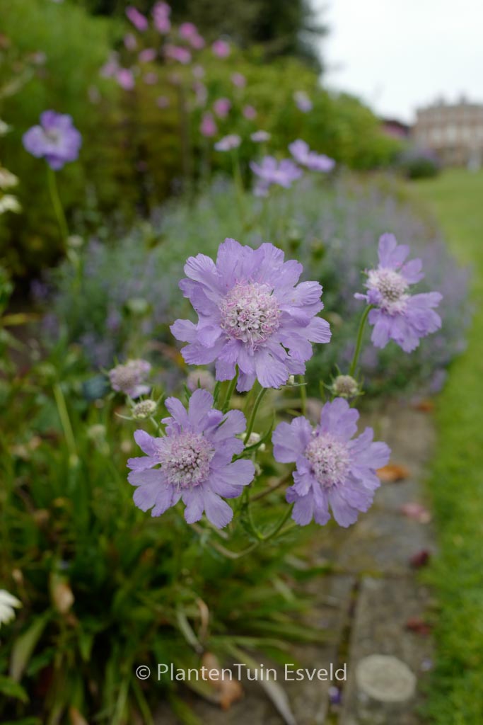 Scabiosa caucasica ‚Staefa‘