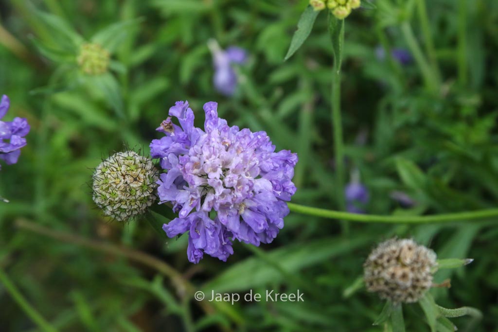 Scabiosa columbaria ‚Blue Note‘