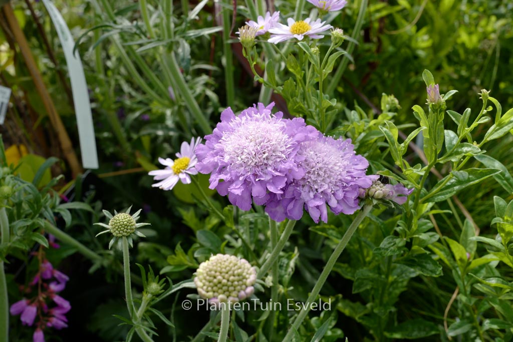Scabiosa columbaria ‚Mariposa Blue‘