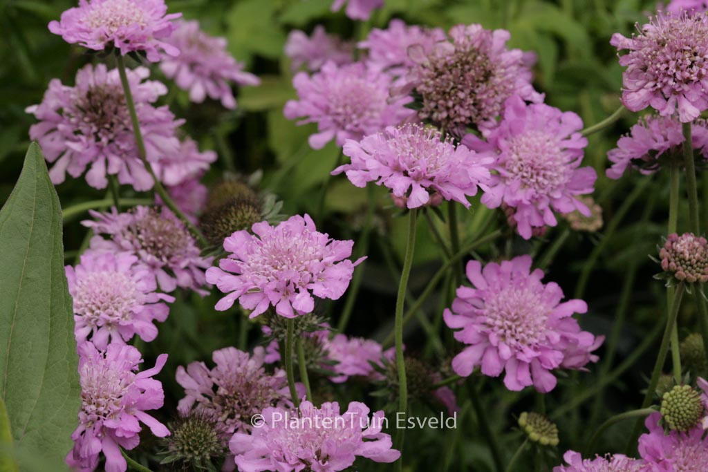 Scabiosa columbaria ‚Pink Mist‘