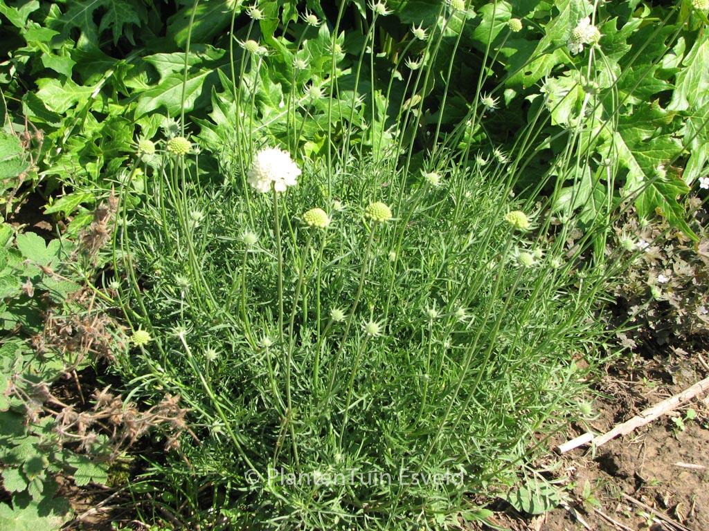 Scabiosa ochroleuca ‚Moon Dance‘