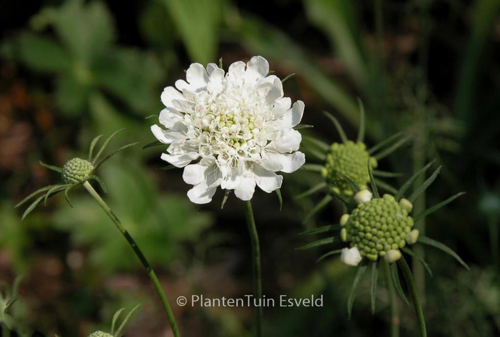 Scabiosa ochroleuca