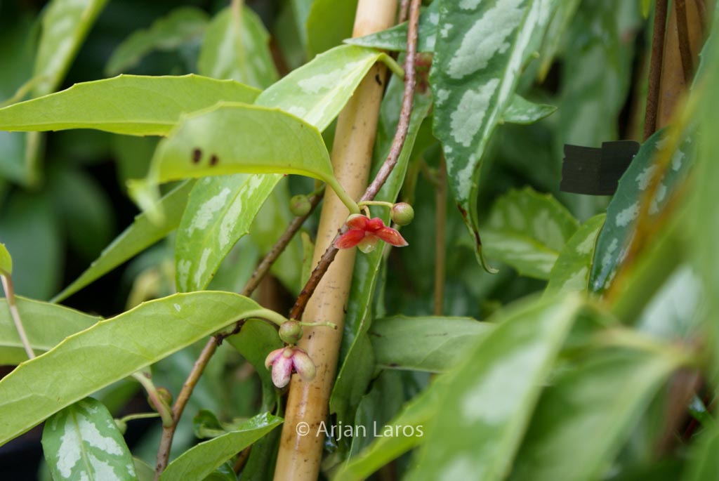 Schisandra propinqua