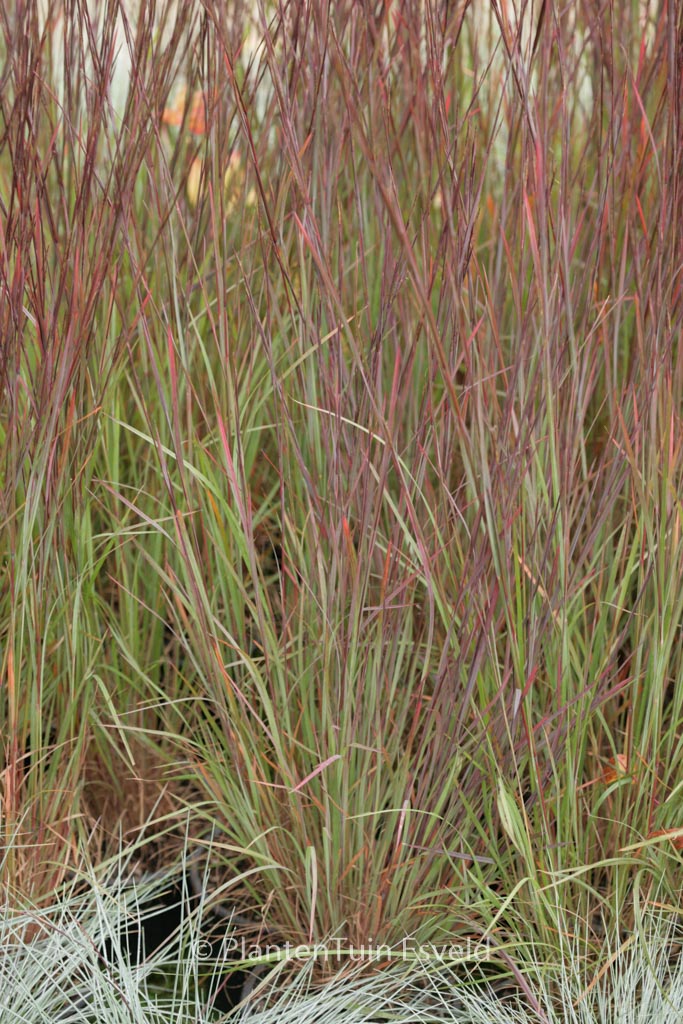 Schizachyrium scoparium ‚Blue Heaven‘