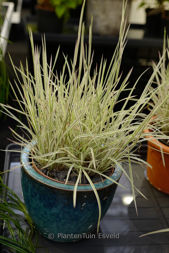 Schizachyrium scoparium ‚Chameleon‘