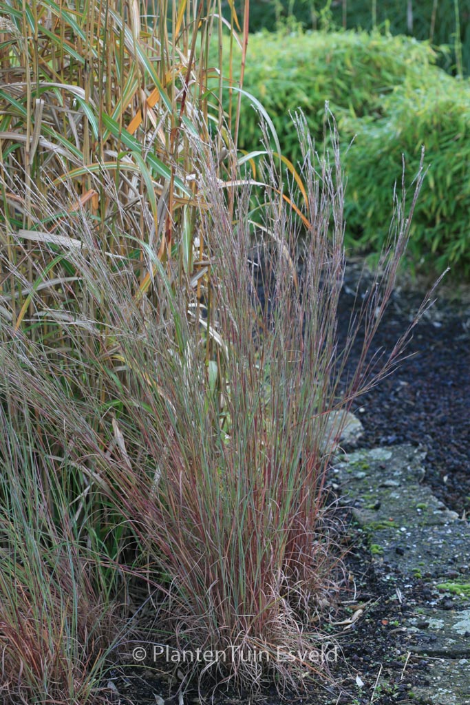 Schizachyrium scoparium ‚Prairie Blues‘