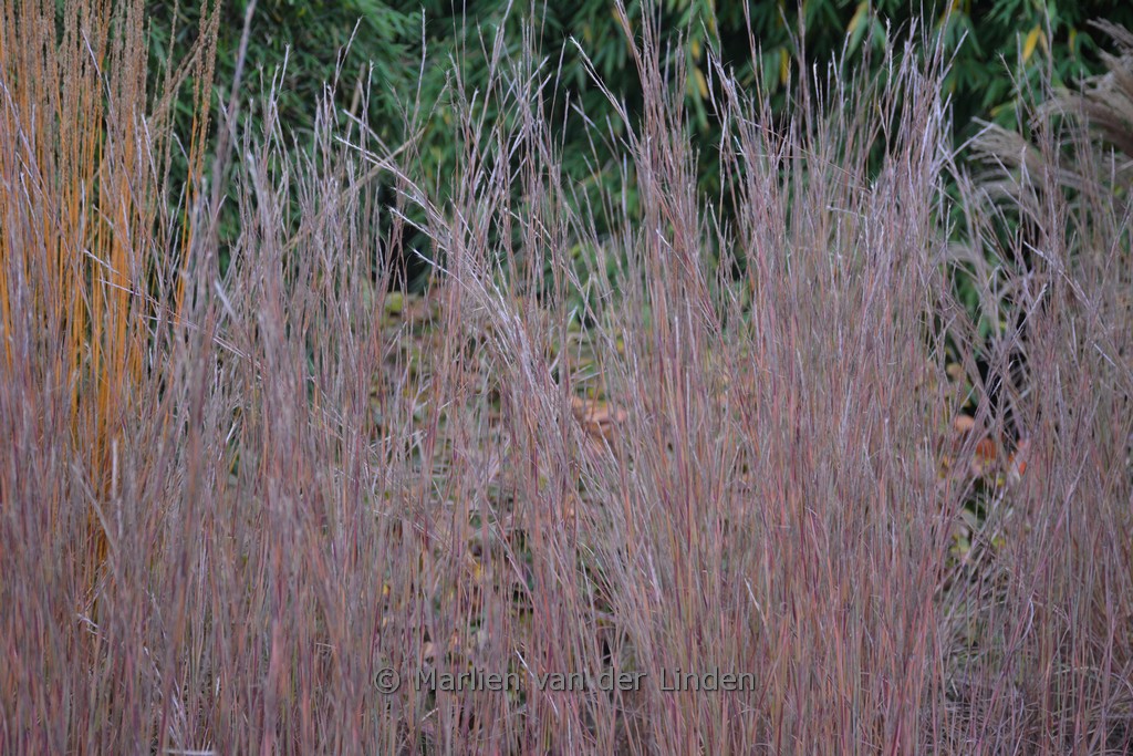 Schizachyrium scoparium ‚The Blues‘