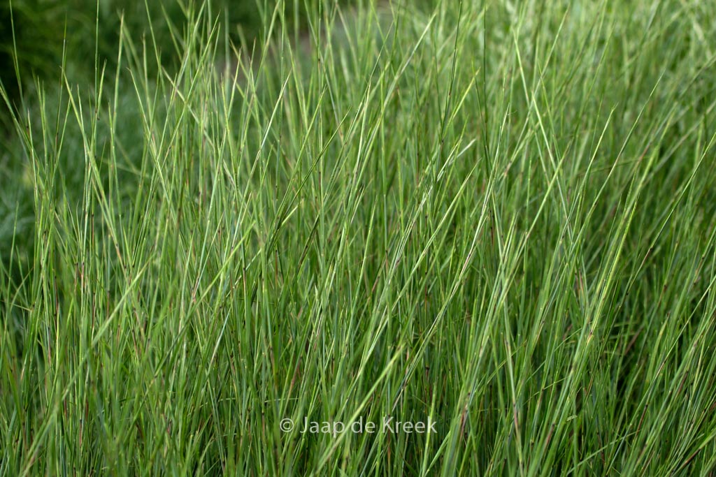 Schizachyrium scoparium ‚Wildwest‘