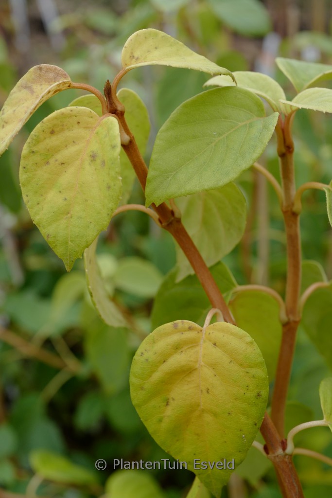 Schizophragma fauriei ‚Angel Wings‘
