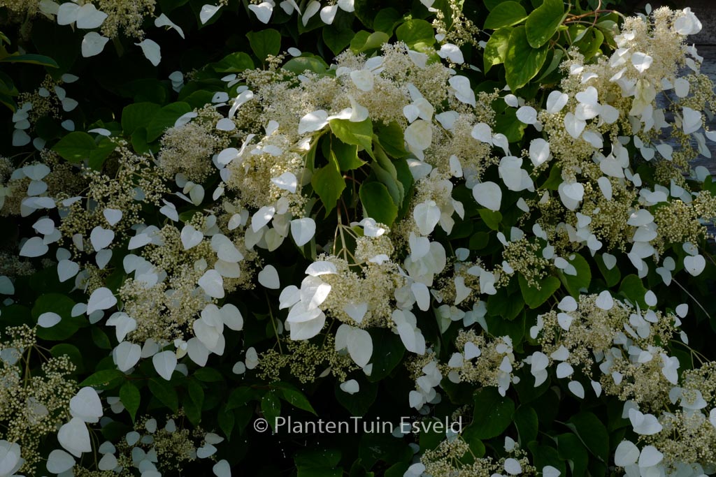 Schizophragma hydrangeoides ‚Moonlight‘