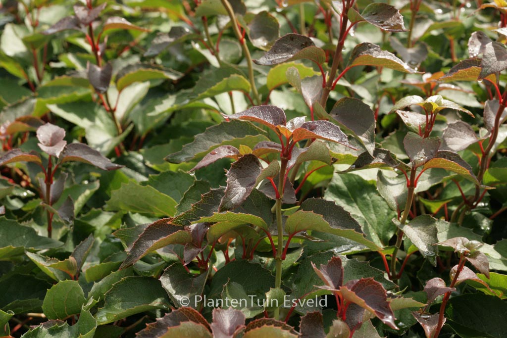 Schizophragma hydrangeoides ‚Rose Sensation‘