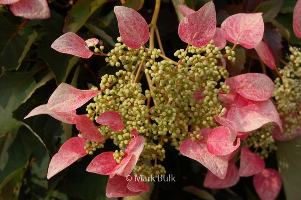 Schizophragma hydrangeoides ‚Roseum‘