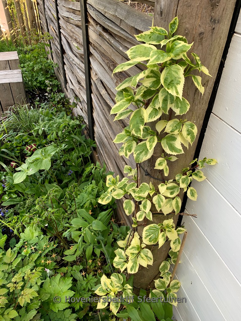 Schizophragma hydrangeoides ‚Shiro-fuka-fukurin‘