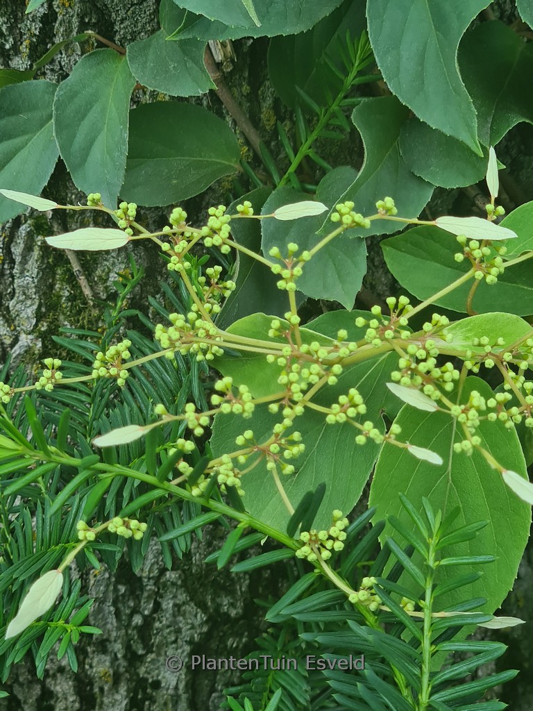 Schizophragma hydrangeoides ‚Windmills‘