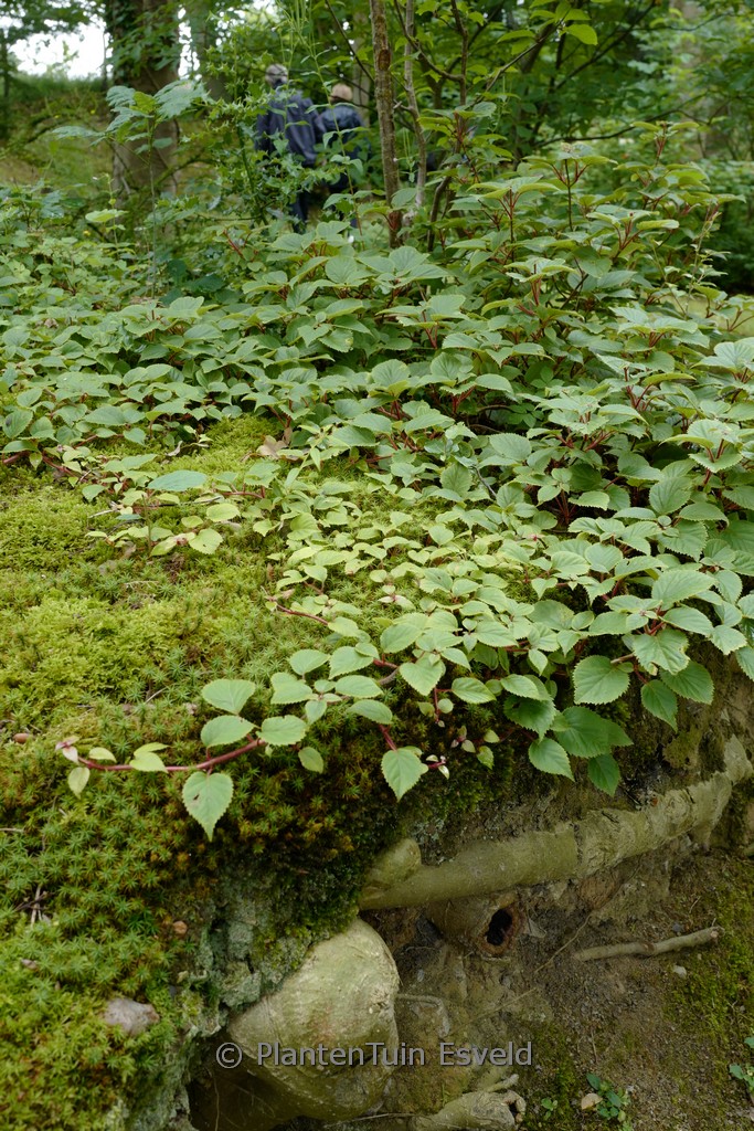 Schizophragma hydrangeoides