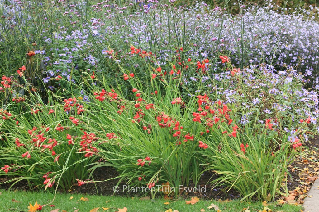 Schizostylis coccinea ‚Major‘