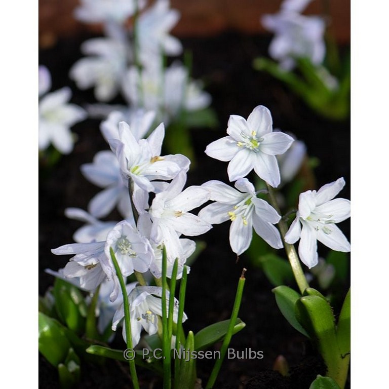 Scilla mischtschenkoana ‚Tubergeniana‘
